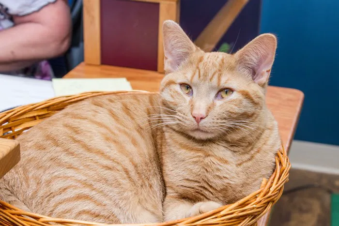 Brown Veterinary Hospital 12