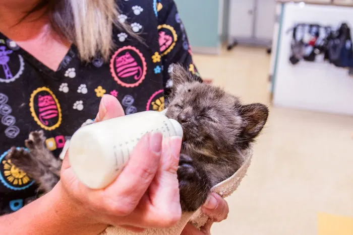 Brown Veterinary Hospital 12