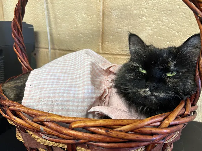 Honey Creek Animal Hospital 12