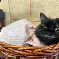 Honey Creek Animal Hospital ico