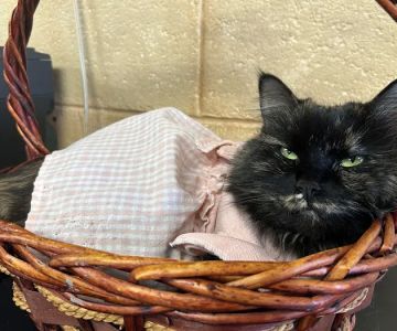 Honey Creek Animal Hospital