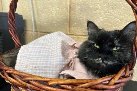 Honey Creek Animal Hospital