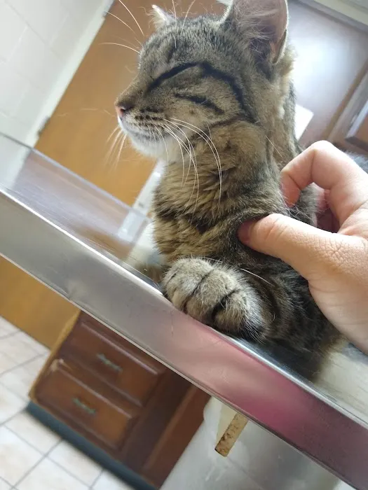 Honey Creek Animal Hospital 12