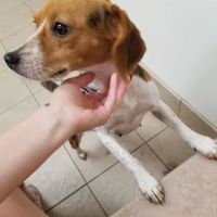 West Central Veterinary Services - Rockville ico