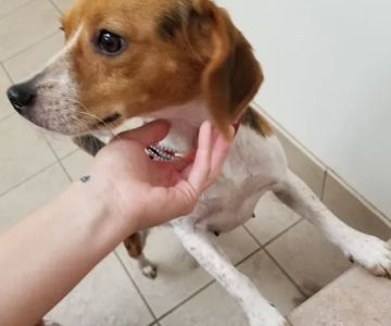 West Central Veterinary Services - Rockville