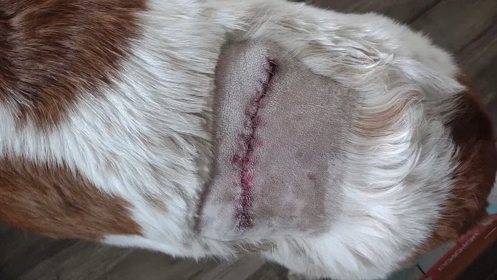 Heal Pet Care 12