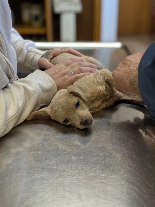 Odon Veterinary Clinic Inc 8