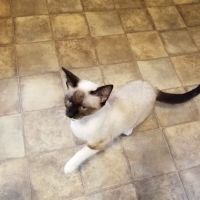Royal Veterinary Service ico