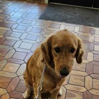 South Heritage Animal Hospital ico