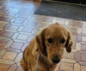 South Heritage Animal Hospital