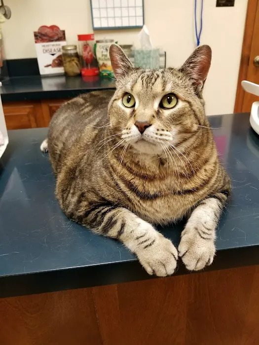 South Heritage Animal Hospital 12
