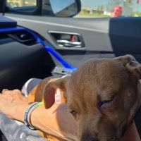 South Heritage Animal Hospital: Camp Whitney D DVM ico