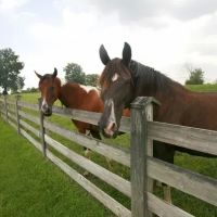 Regional Veterinary Services ico