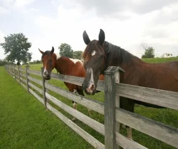 Regional Veterinary Services