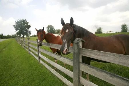 Regional Veterinary Services