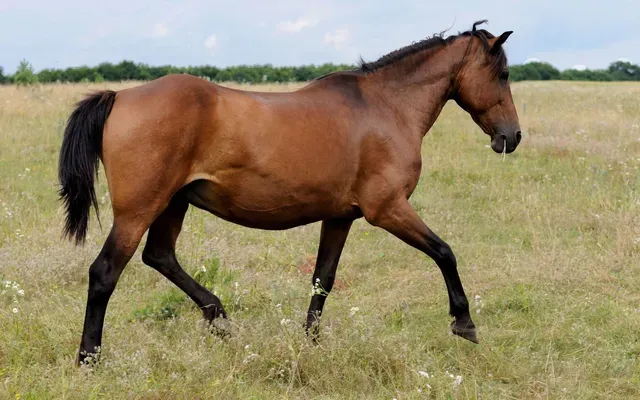 Regional Veterinary Services 12