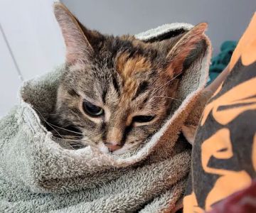 Great Miami Veterinary Care (prev AMC Miamisburg)