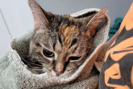 Great Miami Veterinary Care (prev AMC Miamisburg)