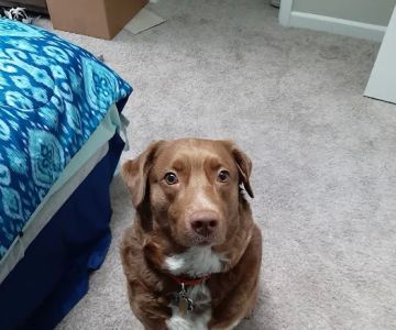 Banfield Pet Hospital