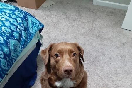 Banfield Pet Hospital