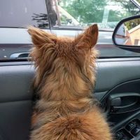 Airway Animal Clinic ico