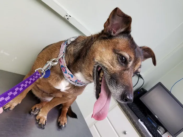 Airway Animal Clinic 7