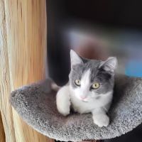 Fairborn Animal Hospital ico