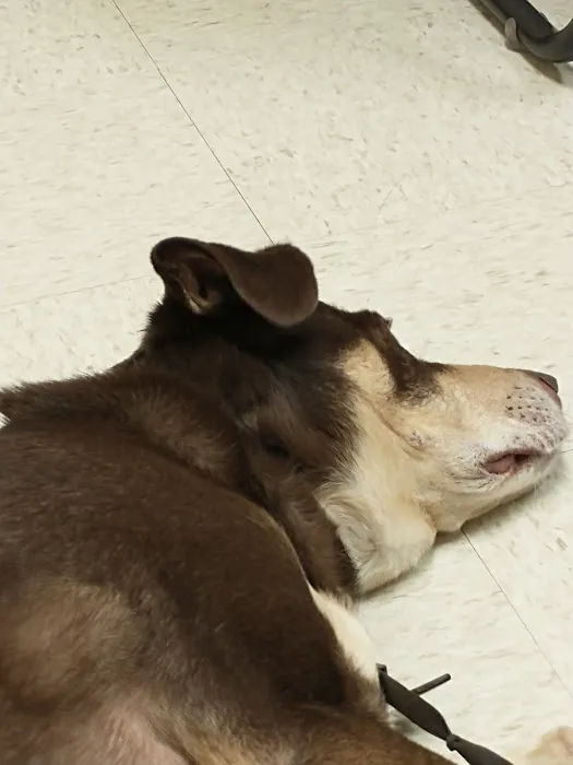Wright-Patterson AFB Veterinarian Services 3