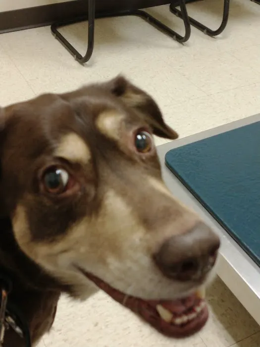 Wright-Patterson AFB Veterinarian Services 5