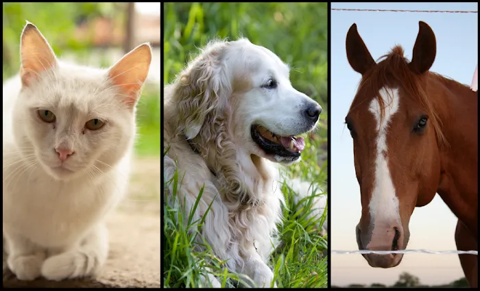 The Pony Express Veterinary Hospital 3
