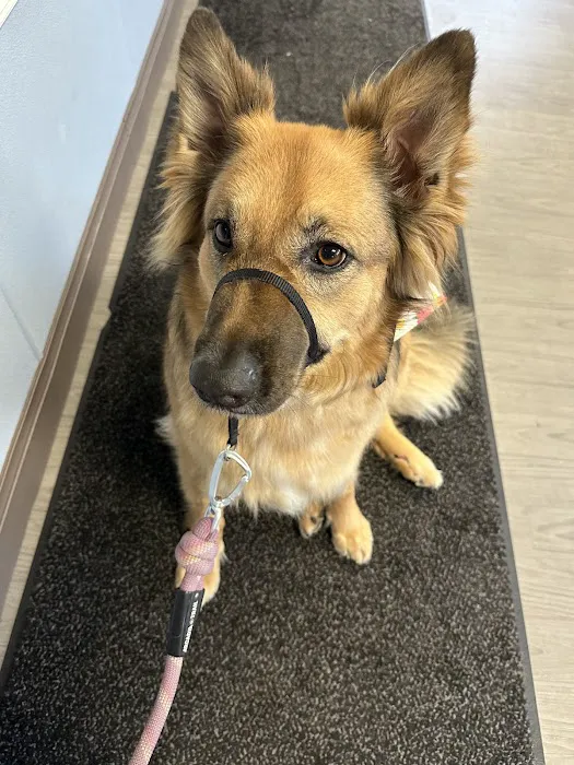 Docton Animal Clinic 3