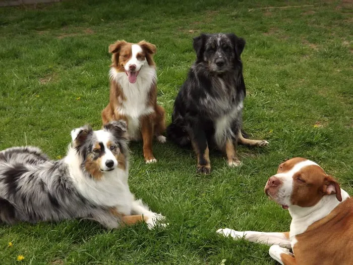Docton Animal Clinic 6