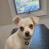 Docton Animal Clinic: Cathers Tama DVM ico