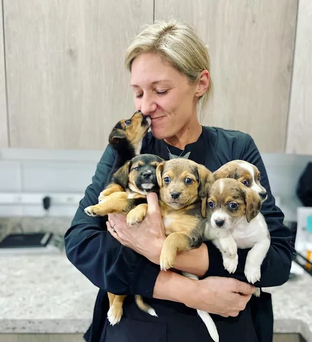Springboro Veterinary Hospital and Urgent Care. 2