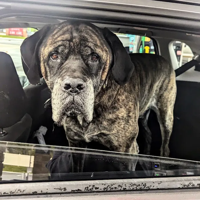 Springboro Veterinary Hospital and Urgent Care. 7