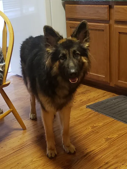 Springboro Veterinary Hospital and Urgent Care. 6