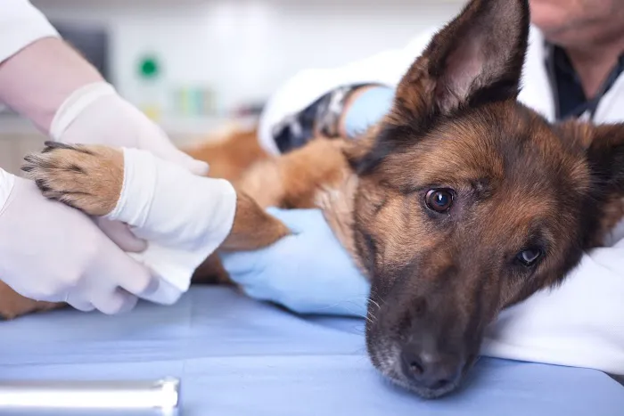 Springboro Veterinary Hospital and Urgent Care. 10