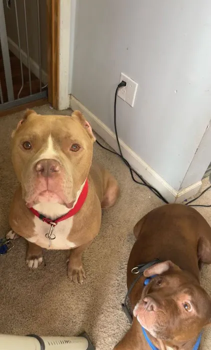 Animal Medical Center of Springboro 5