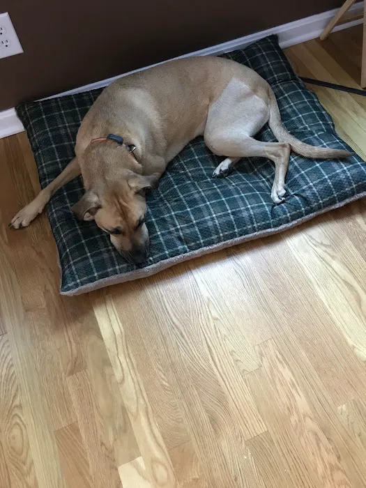 Animal Medical Center of Springboro 6