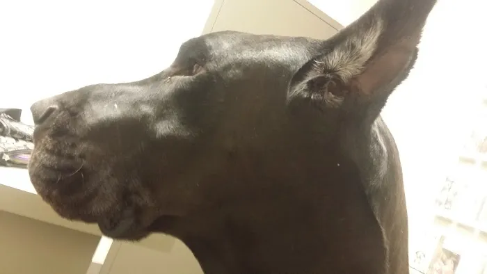 Animal Medical Center of Springboro 4