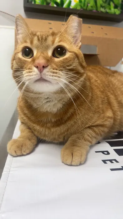 Animal Medical Center of Springboro 7