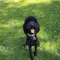 Dog Lady's Pet Camp ico