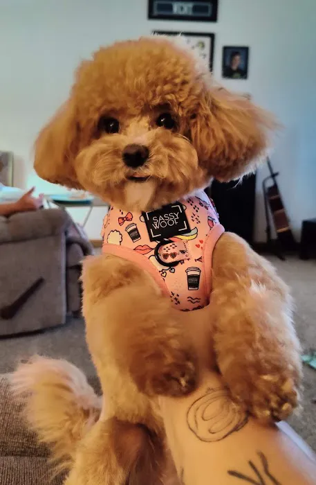 Dog Lady's Pet Camp 12