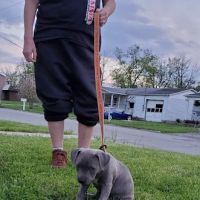 Greens Fork Animal Hospital ico