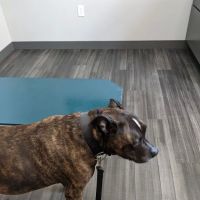 Lynn Veterinary Hospital ico