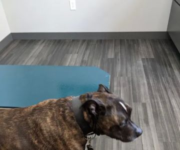 Lynn Veterinary Hospital