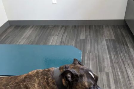 Lynn Veterinary Hospital