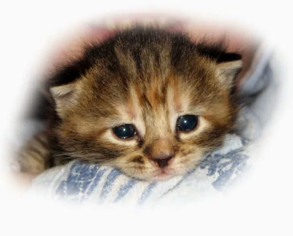 Animal Care Alliance 12