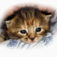 Animal Care Alliance ico
