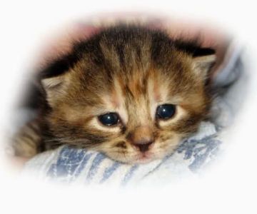 Animal Care Alliance